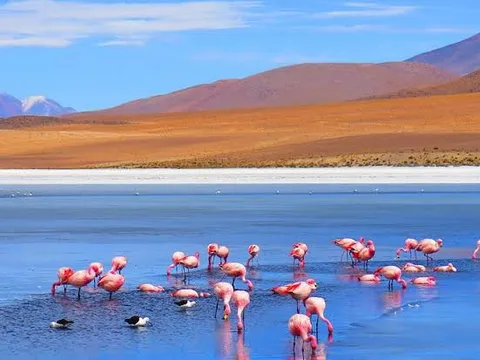 Flamingos feeding on Laguna Cañapa Flamingos feeding on Laguna Cañapa