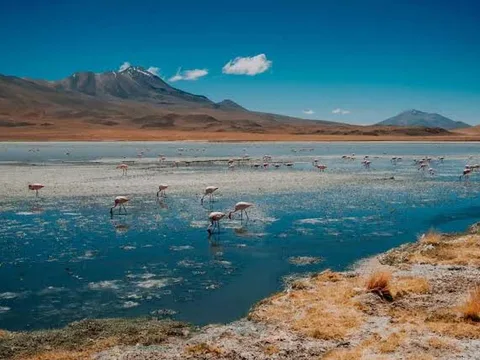 Laguna Hedionda and its flamingo colony Laguna Hedionda and its flamingo colony